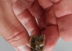 Altsteinzeitliche Funde: Wildpferdzahn