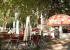 Milchpilz in Lindau